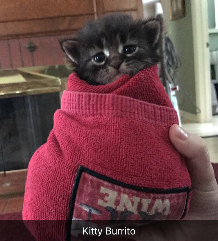 kitty burrito